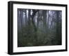 Walking Through Forest, Chile-Michael Brown-Framed Premium Photographic Print