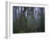 Walking Through Forest, Chile-Michael Brown-Framed Premium Photographic Print