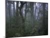 Walking Through Forest, Chile-Michael Brown-Mounted Premium Photographic Print