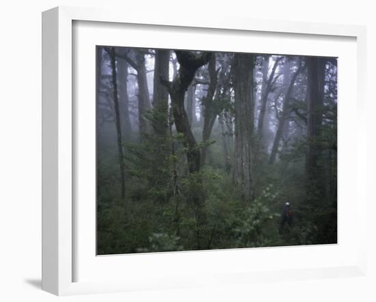 Walking Through Forest, Chile-Michael Brown-Framed Photographic Print