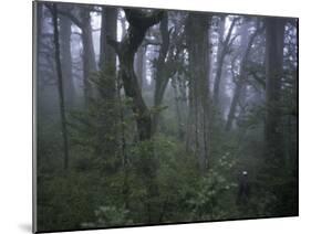 Walking Through Forest, Chile-Michael Brown-Mounted Photographic Print