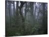 Walking Through Forest, Chile-Michael Brown-Stretched Canvas