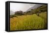 Walking Through the Terraced Rice Fields. Vietnam, Indochina-Tom Norring-Framed Stretched Canvas