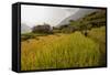 Walking Through the Terraced Rice Fields. Vietnam, Indochina-Tom Norring-Framed Stretched Canvas