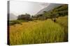 Walking Through the Terraced Rice Fields. Vietnam, Indochina-Tom Norring-Stretched Canvas