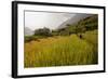 Walking Through the Terraced Rice Fields. Vietnam, Indochina-Tom Norring-Framed Photographic Print