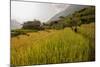 Walking Through the Terraced Rice Fields. Vietnam, Indochina-Tom Norring-Mounted Photographic Print