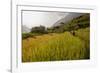 Walking Through the Terraced Rice Fields. Vietnam, Indochina-Tom Norring-Framed Photographic Print