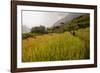 Walking Through the Terraced Rice Fields. Vietnam, Indochina-Tom Norring-Framed Photographic Print