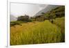 Walking Through the Terraced Rice Fields. Vietnam, Indochina-Tom Norring-Framed Photographic Print