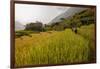 Walking Through the Terraced Rice Fields. Vietnam, Indochina-Tom Norring-Framed Photographic Print