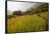 Walking Through the Terraced Rice Fields. Vietnam, Indochina-Tom Norring-Framed Stretched Canvas