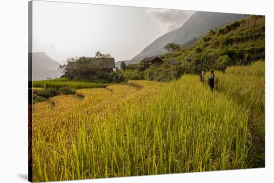 Walking Through the Terraced Rice Fields. Vietnam, Indochina-Tom Norring-Stretched Canvas