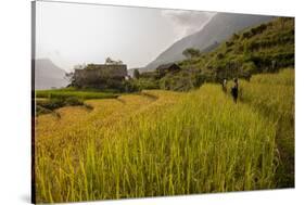 Walking Through the Terraced Rice Fields. Vietnam, Indochina-Tom Norring-Stretched Canvas