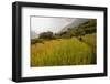 Walking Through the Terraced Rice Fields. Vietnam, Indochina-Tom Norring-Framed Photographic Print