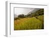 Walking Through the Terraced Rice Fields. Vietnam, Indochina-Tom Norring-Framed Photographic Print