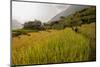 Walking Through the Terraced Rice Fields. Vietnam, Indochina-Tom Norring-Mounted Photographic Print