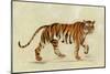 Walking Tiger-Silvia Vassileva-Mounted Art Print