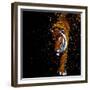 Walking Tiger-null-Framed Premium Giclee Print