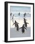 Walking to enter the sea during early morning. Gentoo Penguin in the Falkland Islands in January.-Martin Zwick-Framed Photographic Print