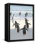 Walking to enter the sea during early morning. Gentoo Penguin in the Falkland Islands in January.-Martin Zwick-Framed Stretched Canvas