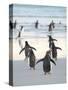 Walking to enter the sea during early morning. Gentoo Penguin in the Falkland Islands in January.-Martin Zwick-Stretched Canvas