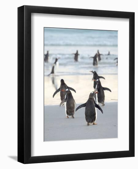 Walking to enter the sea during early morning. Gentoo Penguin in the Falkland Islands in January.-Martin Zwick-Framed Photographic Print