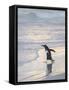 Walking to enter the sea during early morning. Gentoo penguin in the Falkland Islands in January.-Martin Zwick-Framed Stretched Canvas
