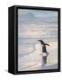 Walking to enter the sea during early morning. Gentoo penguin in the Falkland Islands in January.-Martin Zwick-Framed Stretched Canvas