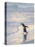 Walking to enter the sea during early morning. Gentoo penguin in the Falkland Islands in January.-Martin Zwick-Stretched Canvas