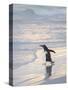 Walking to enter the sea during early morning. Gentoo penguin in the Falkland Islands in January.-Martin Zwick-Stretched Canvas