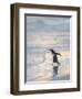 Walking to enter the sea during early morning. Gentoo penguin in the Falkland Islands in January.-Martin Zwick-Framed Premium Photographic Print