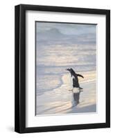 Walking to enter the sea during early morning. Gentoo penguin in the Falkland Islands in January.-Martin Zwick-Framed Premium Photographic Print