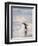 Walking to enter the sea during early morning. Gentoo penguin in the Falkland Islands in January.-Martin Zwick-Framed Premium Photographic Print