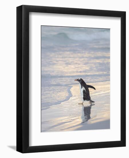 Walking to enter the sea during early morning. Gentoo penguin in the Falkland Islands in January.-Martin Zwick-Framed Premium Photographic Print