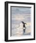 Walking to enter the sea during early morning. Gentoo penguin in the Falkland Islands in January.-Martin Zwick-Framed Premium Photographic Print