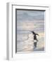 Walking to enter the sea during early morning. Gentoo penguin in the Falkland Islands in January.-Martin Zwick-Framed Premium Photographic Print