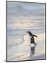 Walking to enter the sea during early morning. Gentoo penguin in the Falkland Islands in January.-Martin Zwick-Mounted Premium Photographic Print