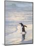 Walking to enter the sea during early morning. Gentoo penguin in the Falkland Islands in January.-Martin Zwick-Mounted Photographic Print