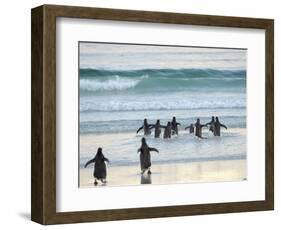 Walking to enter the sea during early morning. Gentoo Penguin in the Falkland Islands in January.-Martin Zwick-Framed Photographic Print