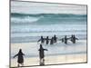 Walking to enter the sea during early morning. Gentoo Penguin in the Falkland Islands in January.-Martin Zwick-Mounted Photographic Print