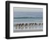 Walking to enter the sea during early morning. Gentoo penguin in the Falkland Islands in January.-Martin Zwick-Framed Photographic Print