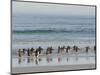 Walking to enter the sea during early morning. Gentoo penguin in the Falkland Islands in January.-Martin Zwick-Mounted Photographic Print