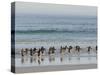 Walking to enter the sea during early morning. Gentoo penguin in the Falkland Islands in January.-Martin Zwick-Stretched Canvas