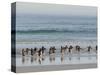 Walking to enter the sea during early morning. Gentoo penguin in the Falkland Islands in January.-Martin Zwick-Stretched Canvas