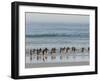 Walking to enter the sea during early morning. Gentoo penguin in the Falkland Islands in January.-Martin Zwick-Framed Photographic Print