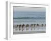 Walking to enter the sea during early morning. Gentoo penguin in the Falkland Islands in January.-Martin Zwick-Framed Photographic Print