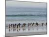 Walking to enter the sea during early morning. Gentoo penguin in the Falkland Islands in January.-Martin Zwick-Mounted Photographic Print