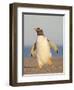 Walking to the colony. Gentoo penguin in the Falkland Islands in January.-Martin Zwick-Framed Photographic Print