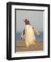 Walking to the colony. Gentoo penguin in the Falkland Islands in January.-Martin Zwick-Framed Photographic Print